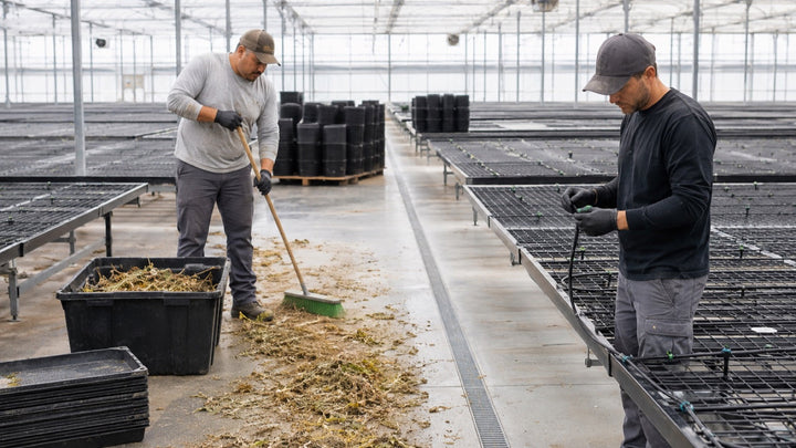 Commercial greenhouse team cleaning benches, trays and irrigation components after harvest